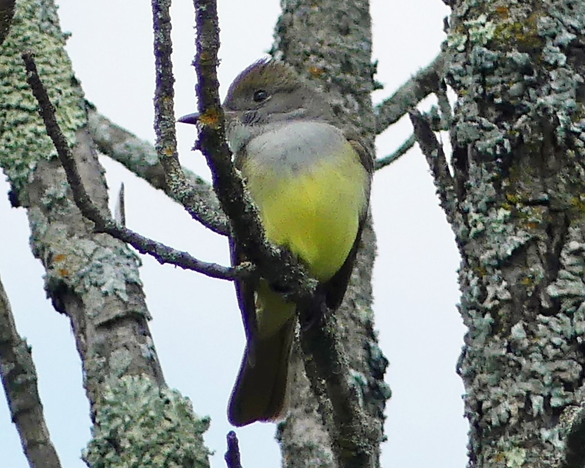 Great Crested Flycatcher - ML619157759
