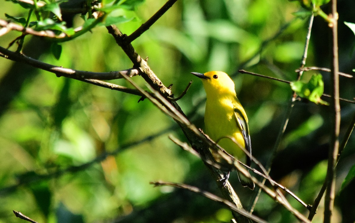 Prothonotary Warbler - Adeline Louie