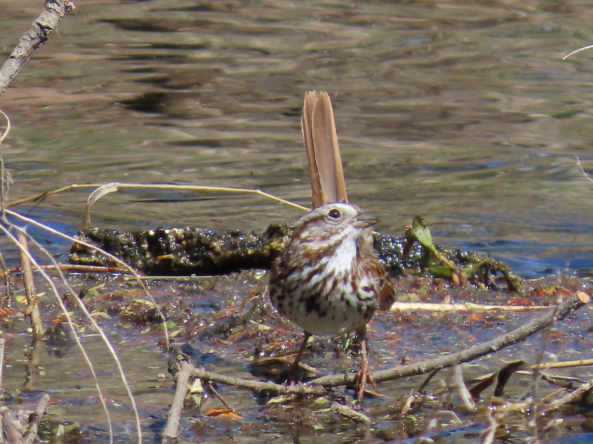 Song Sparrow - Mark Gorges