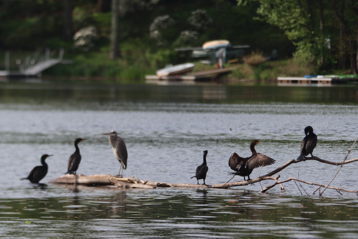 Double-crested Cormorant - Francis Porter