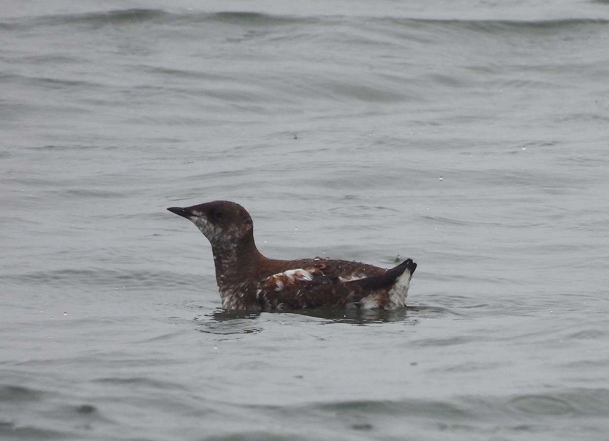 Marbled Murrelet - Ted Floyd