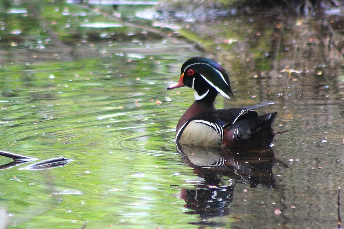 Wood Duck - Raphaël Millot