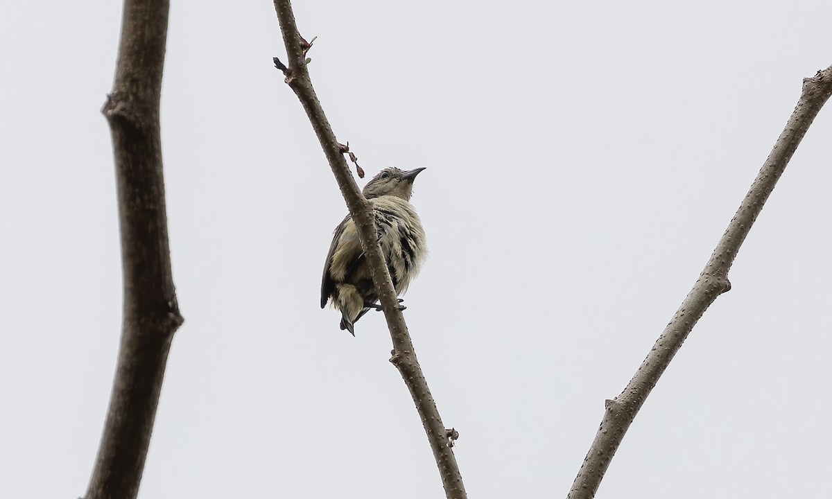 Pygmy Flowerpecker - Paul Fenwick