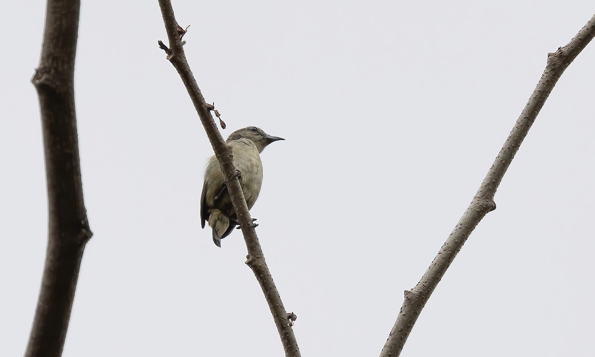 Pygmy Flowerpecker - Paul Fenwick