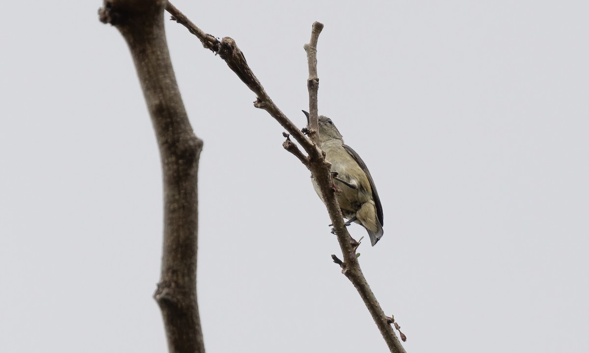 Pygmy Flowerpecker - Paul Fenwick