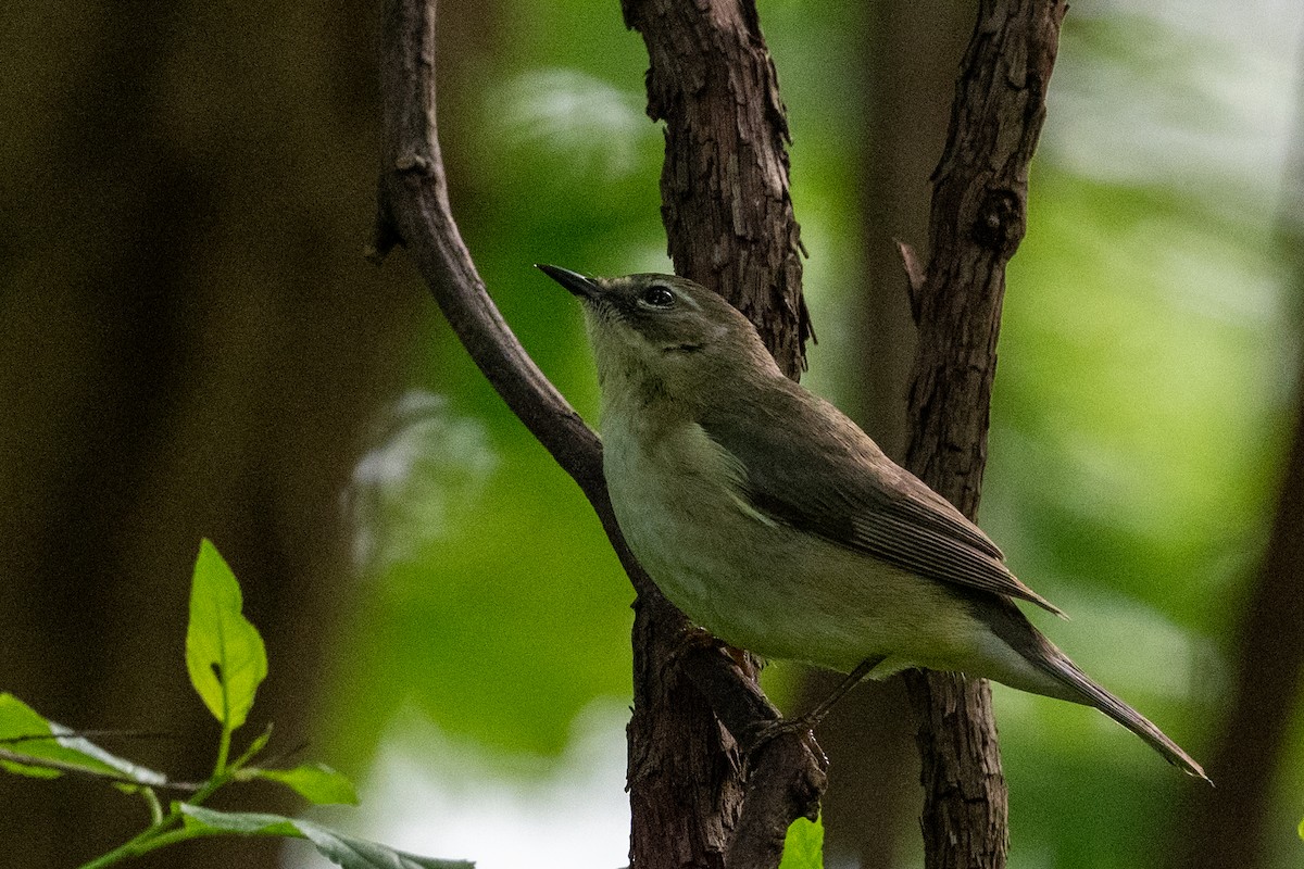 Black-throated Blue Warbler - Alan Middleton