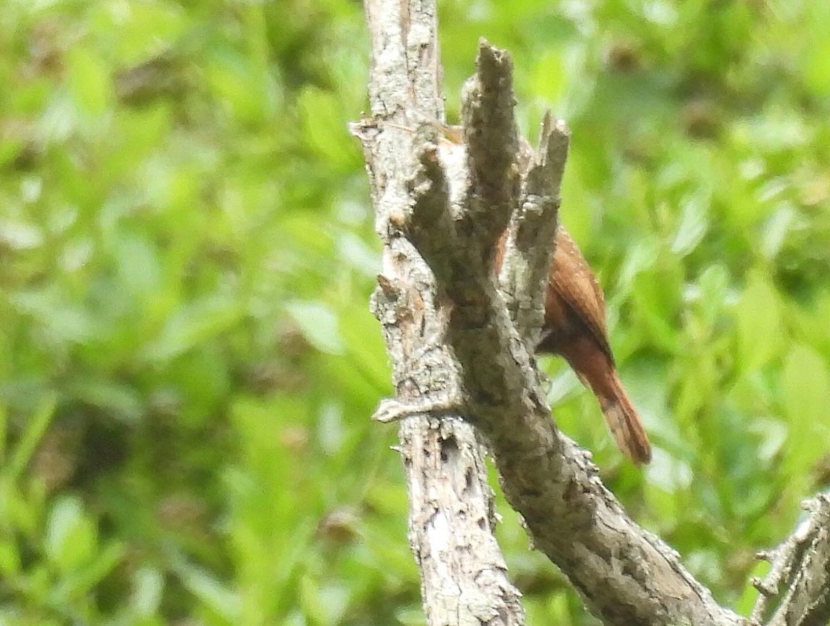 Canyon Wren - Nick & Jane