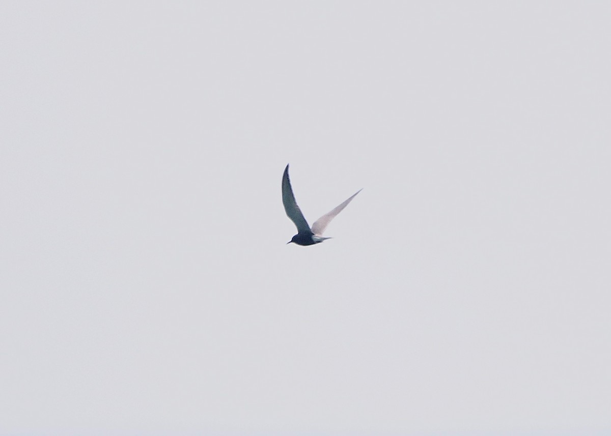 Black Tern - ML619157791