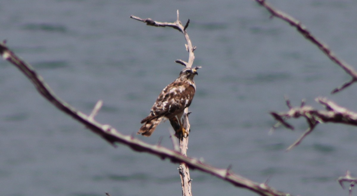 Broad-winged Hawk - Trinity Archibald