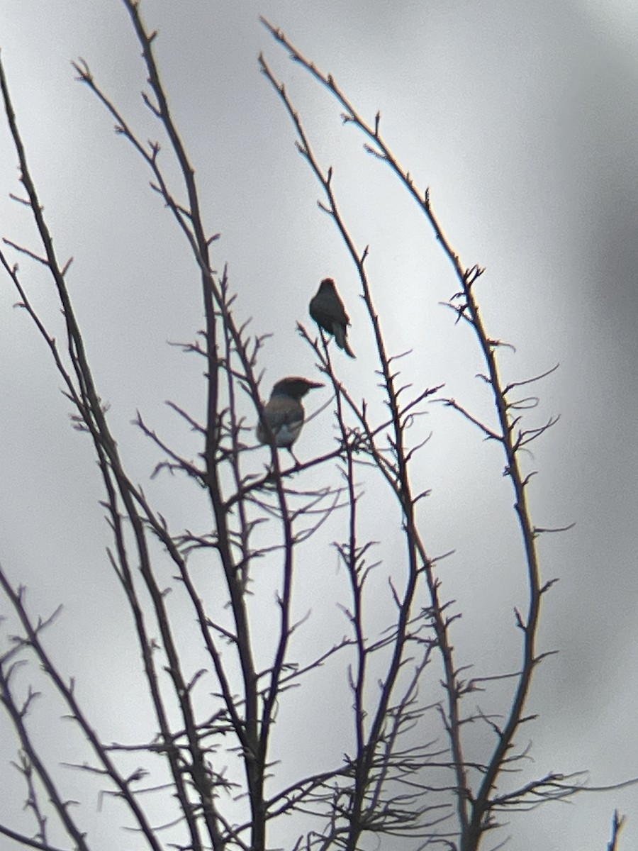 California Scrub-Jay - Sydney Shaw