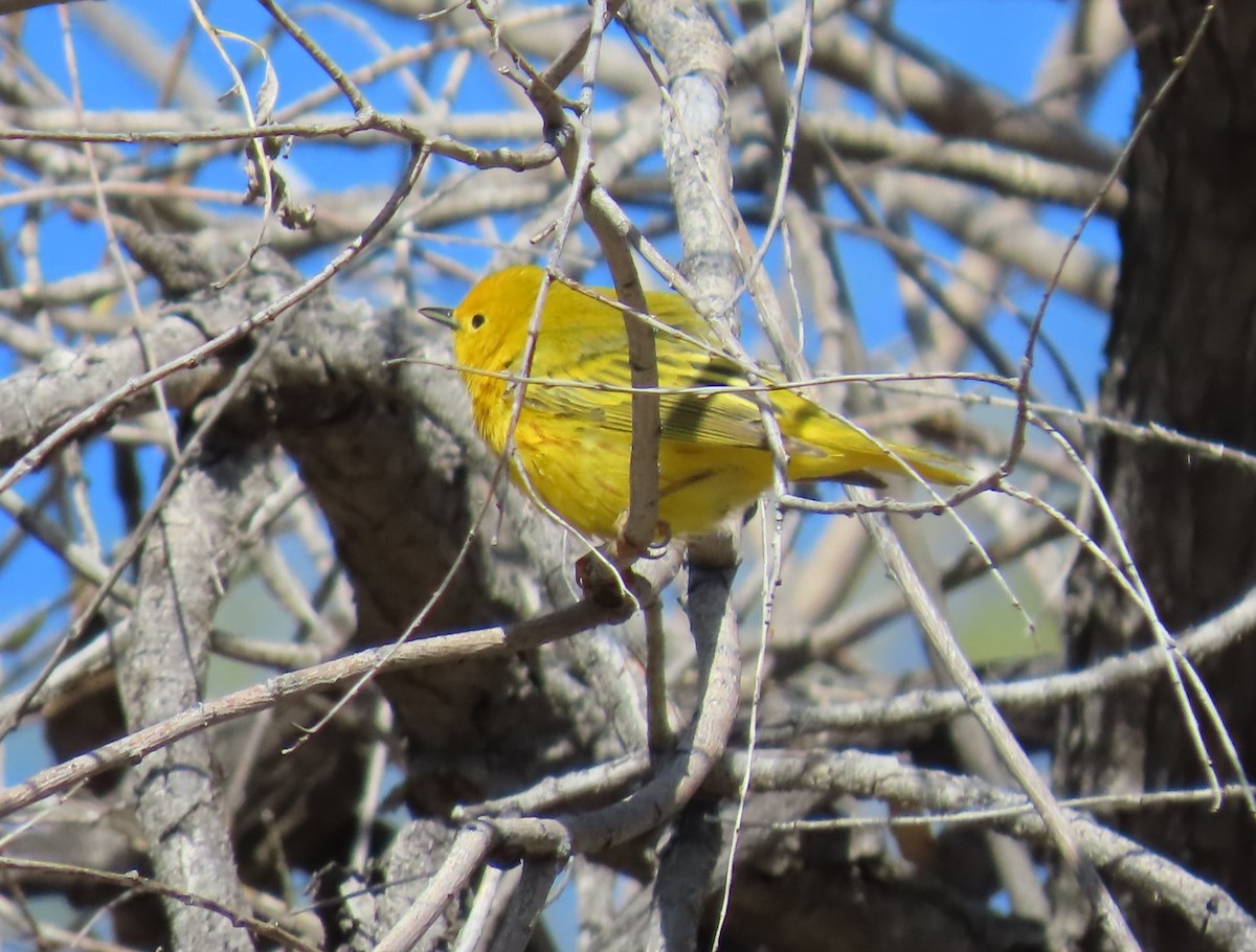 Yellow Warbler - Mark Gorges