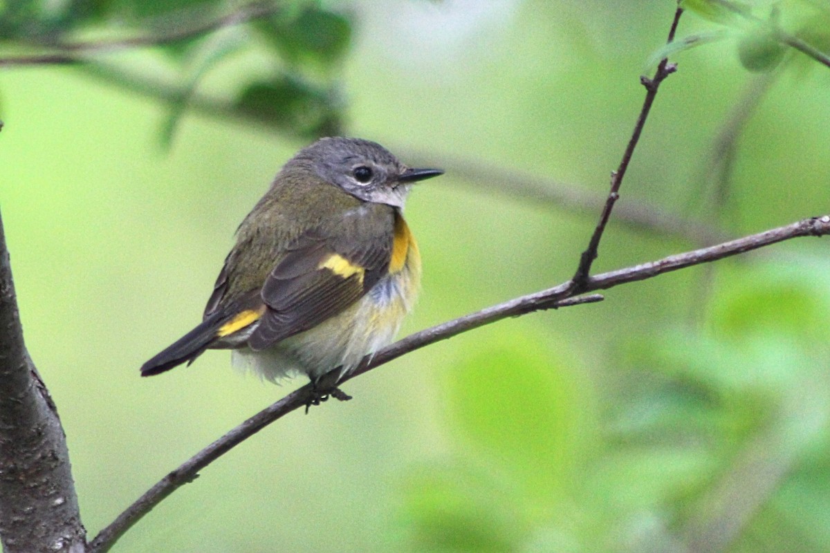 American Redstart - Raphaël Millot