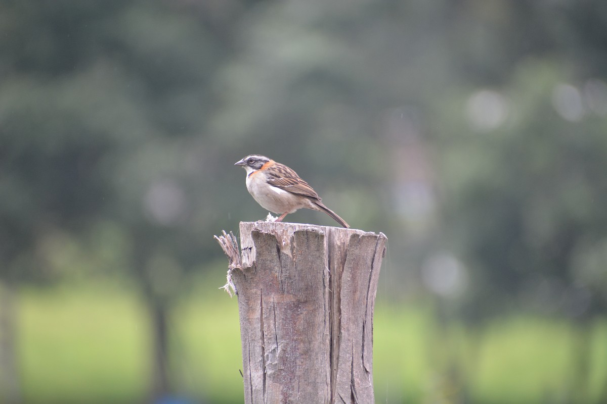Rufous-collared Sparrow - Mariana Martínez