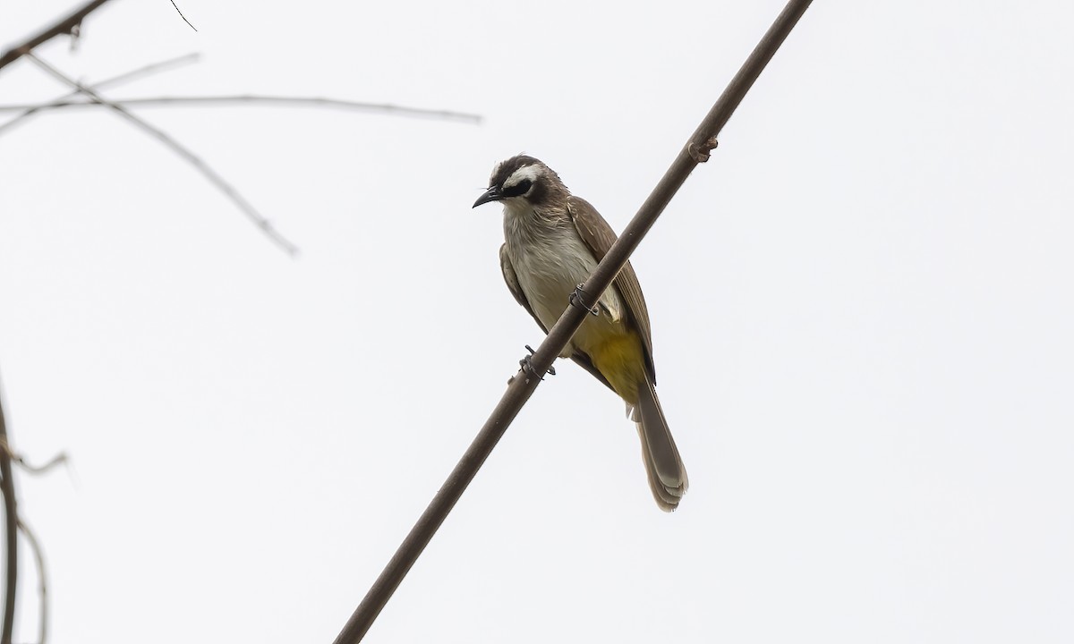 Yellow-vented Bulbul - Paul Fenwick