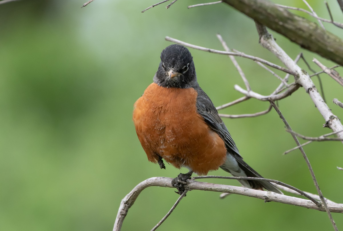 American Robin - ML619157857