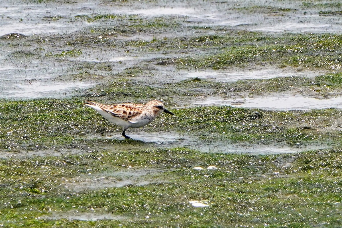 Little Stint - Haofeng Shih