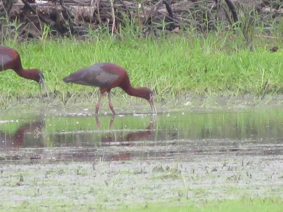 Glossy x White-faced Ibis (hybrid) - ML619157865