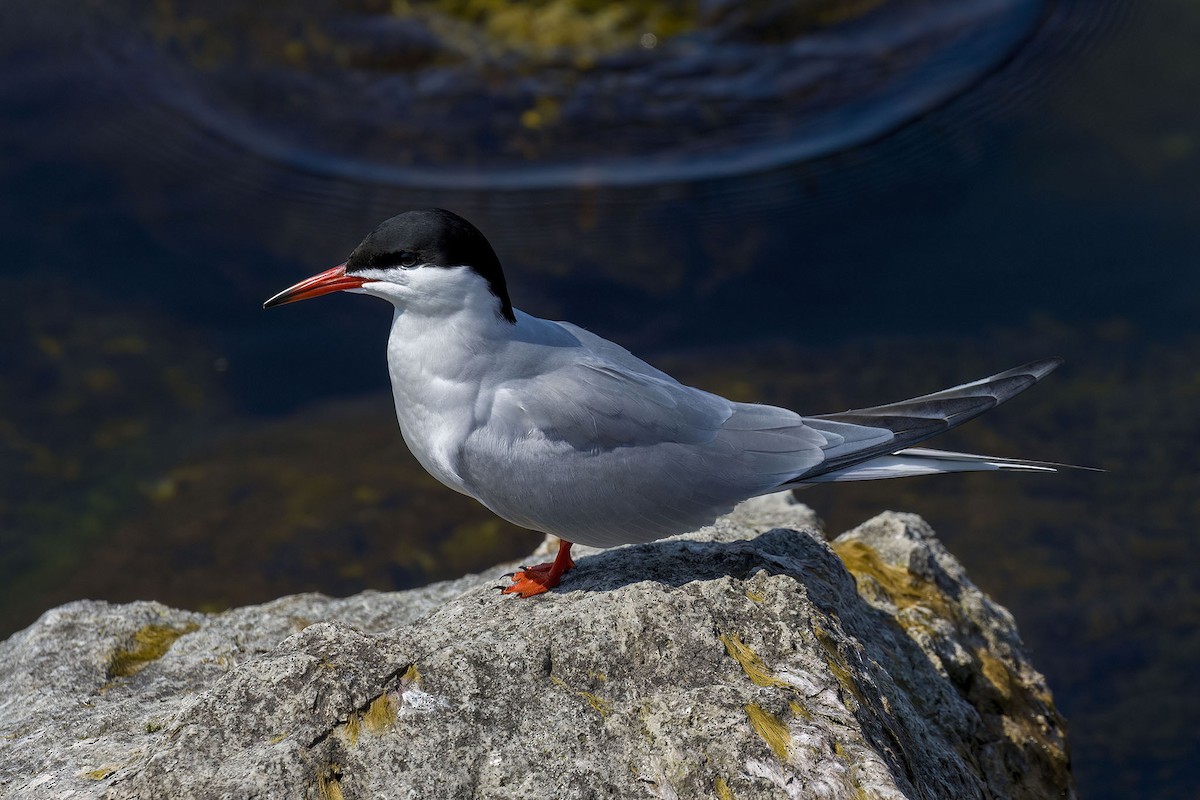 Common Tern - Brian Bailey