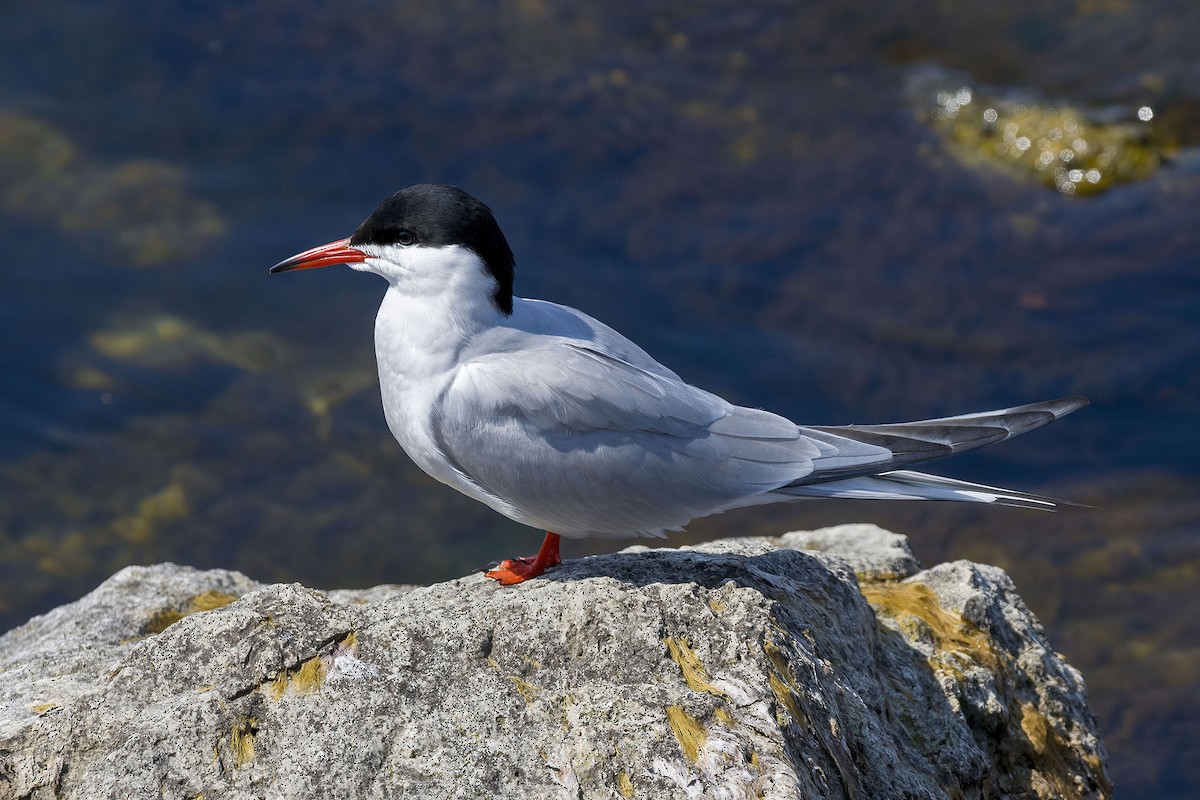 Common Tern - Brian Bailey