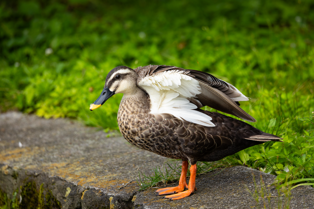 Eastern Spot-billed Duck - ML619157896