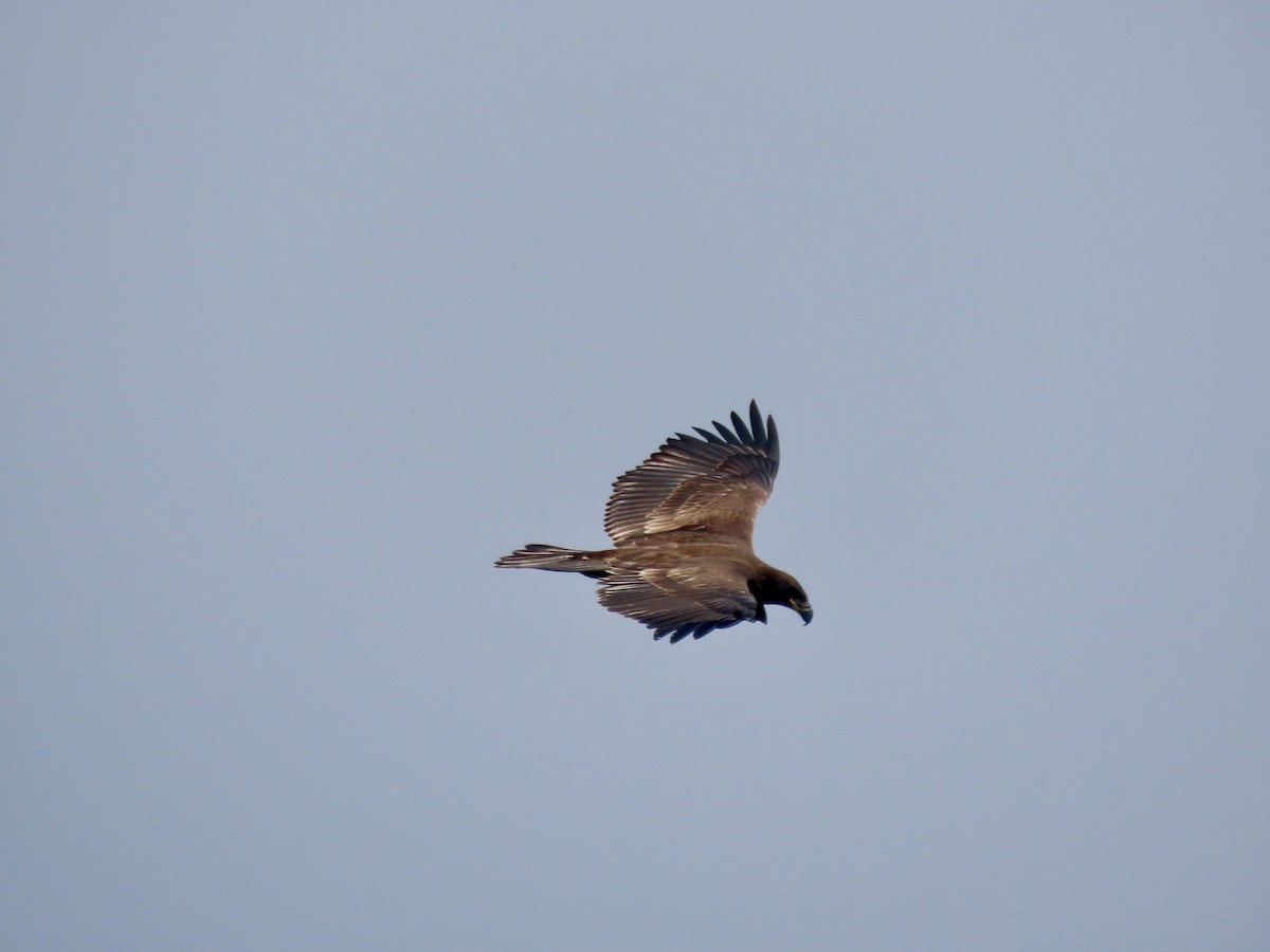 Bald Eagle - David and Regan Goodyear