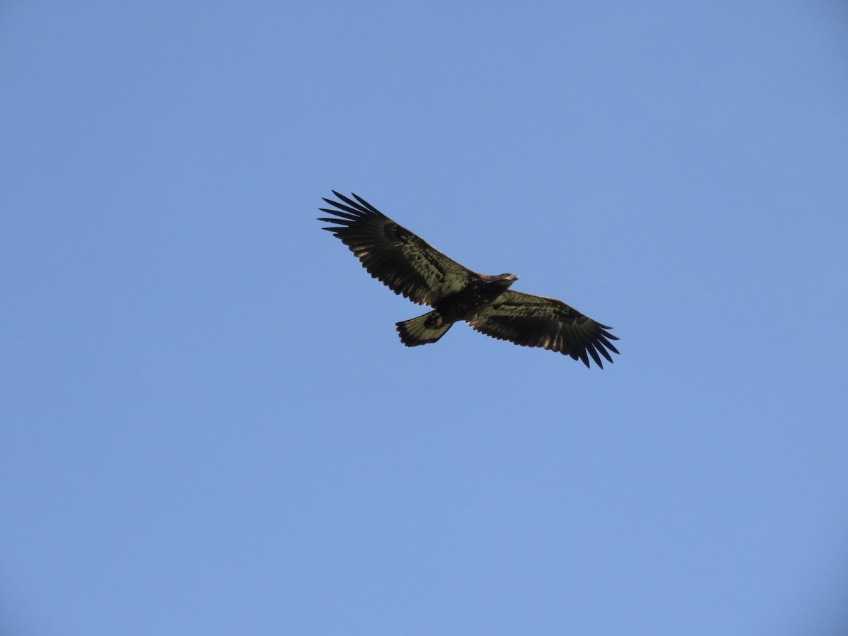 Bald Eagle - David and Regan Goodyear