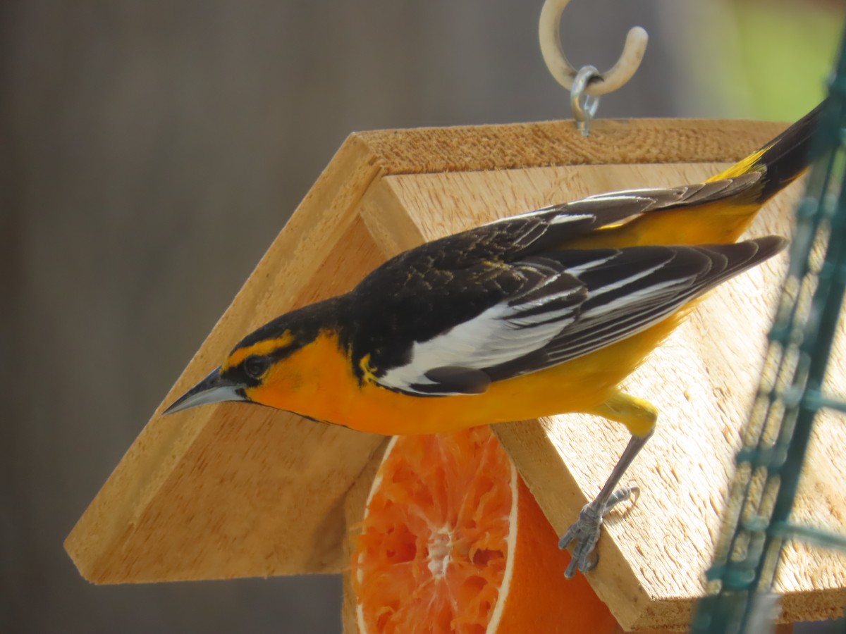 Bullock's Oriole - Mark Gorges