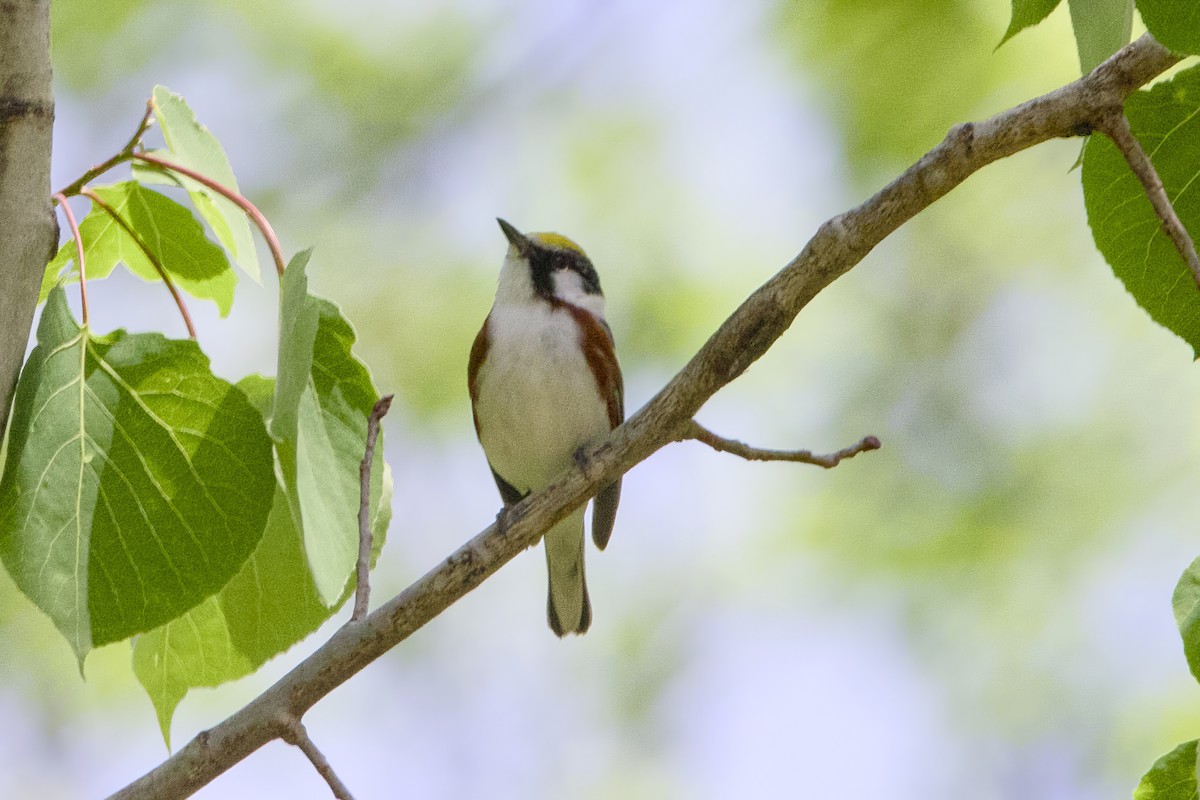 Chestnut-sided Warbler - Stan Lilley