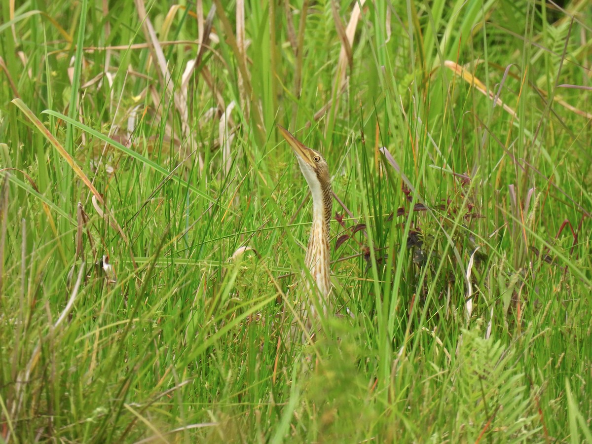 Pinnated Bittern - Elida Valdés