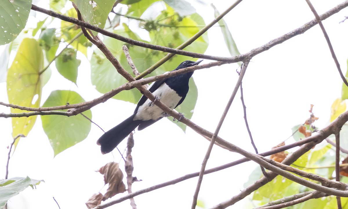 Philippine Magpie-Robin - Paul Fenwick