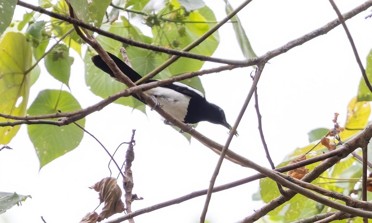 Philippine Magpie-Robin - Paul Fenwick