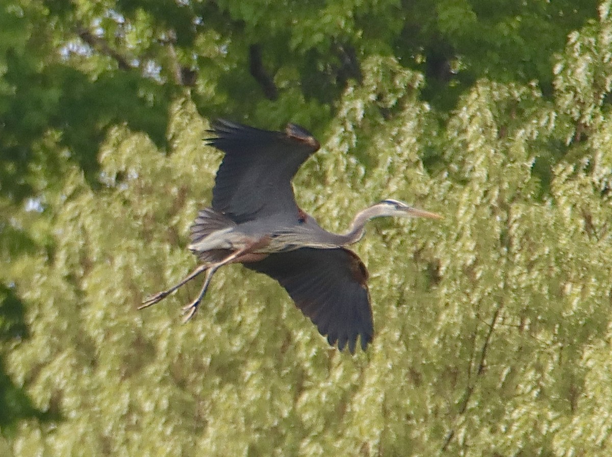 Great Blue Heron - Francis Porter