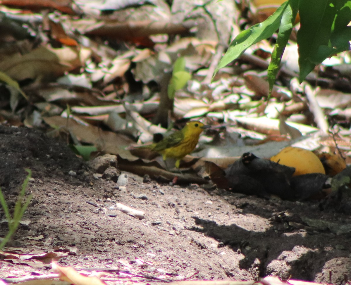 Yellow Warbler - Trinity Archibald