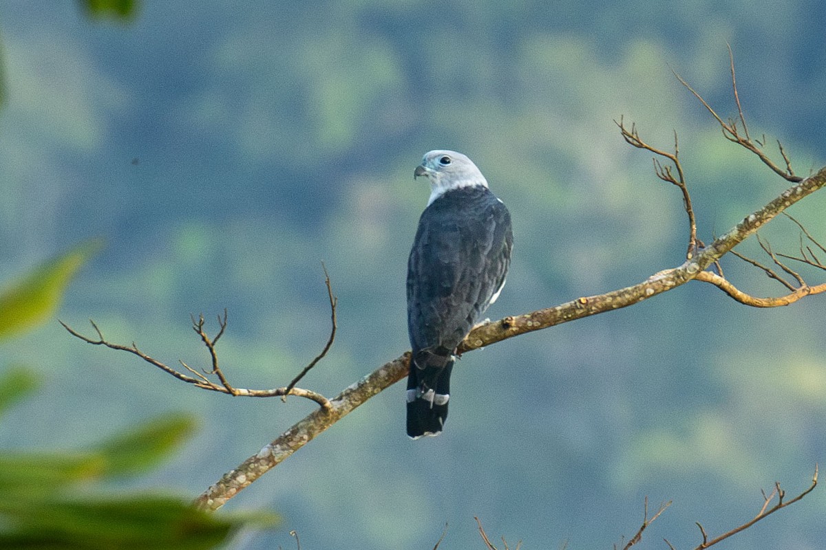 Gray-headed Kite - Celesta von Chamier