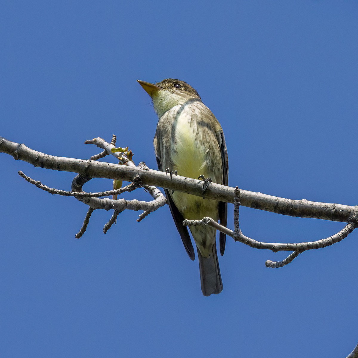 Olive-sided Flycatcher - Brian Bailey