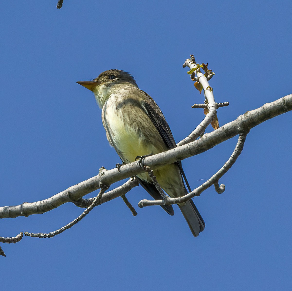 Olive-sided Flycatcher - Brian Bailey