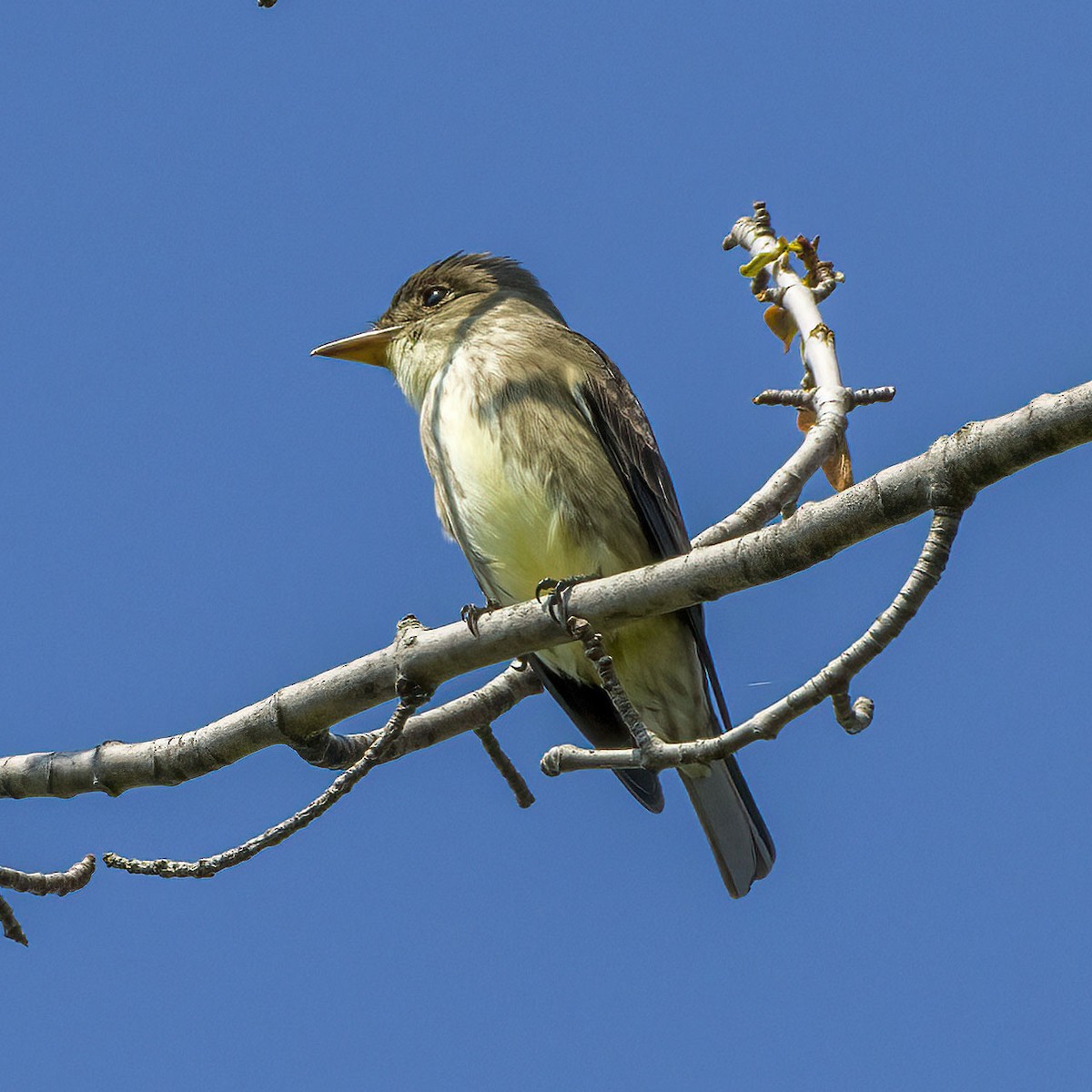 Olive-sided Flycatcher - Brian Bailey