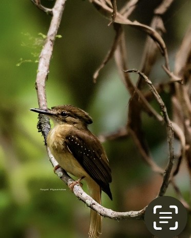 Tropical Royal Flycatcher - ML619158004