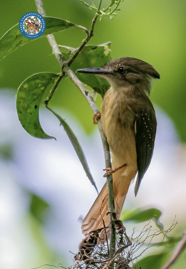 Tropical Royal Flycatcher - ML619158005