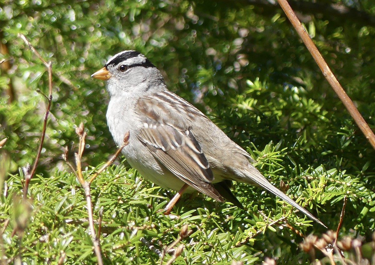 White-crowned Sparrow - Mary McCafferty