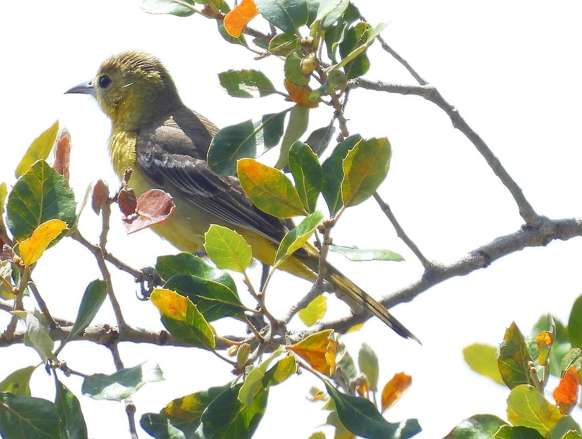 Hooded Oriole - Nick & Jane