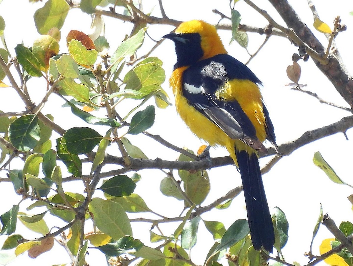 Hooded Oriole - Nick & Jane