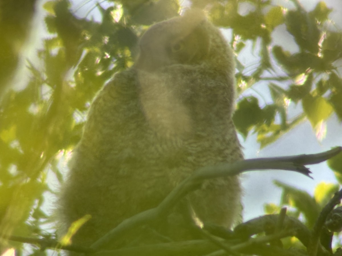 Great Horned Owl - ML619158035