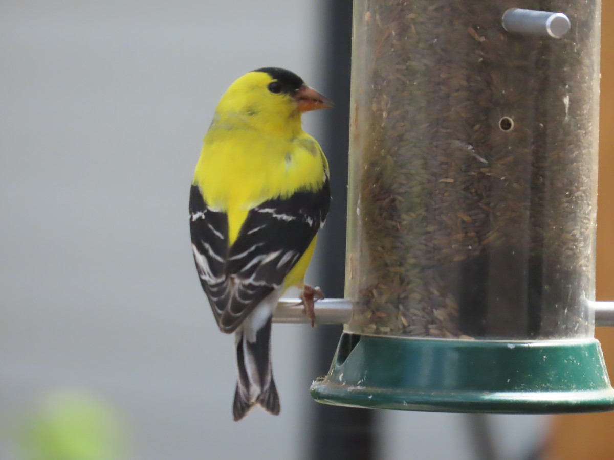 American Goldfinch - Mark Gorges