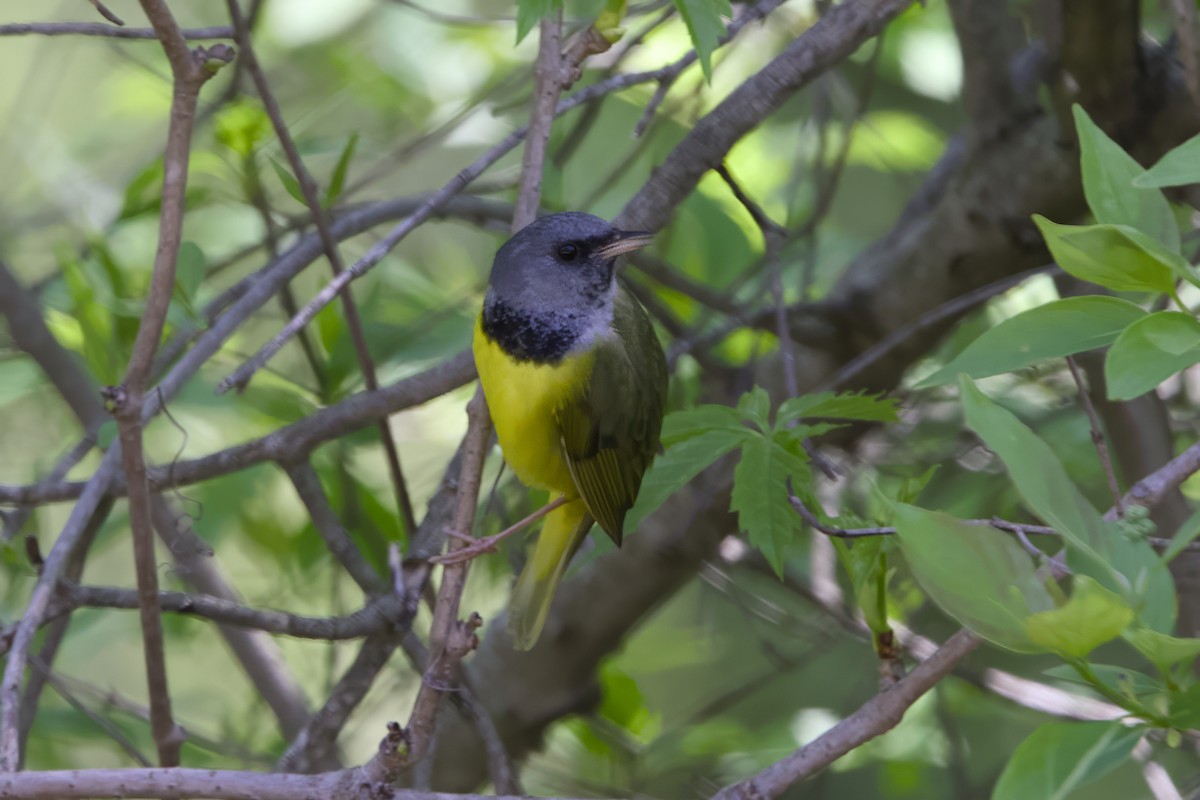 Mourning Warbler - Stan Lilley