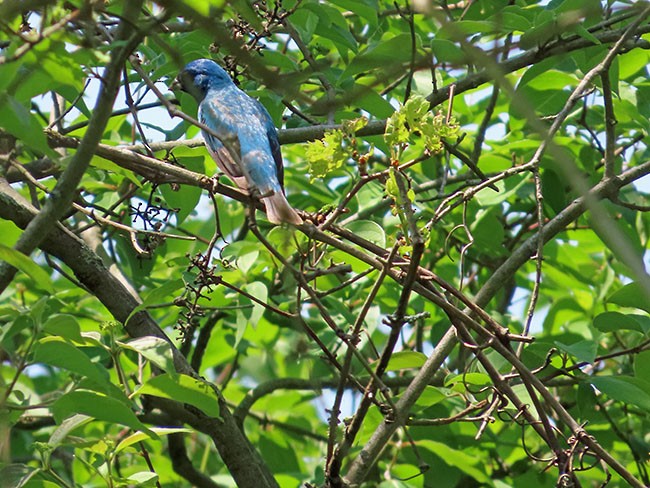 Indigo Bunting - Nancy Anderson