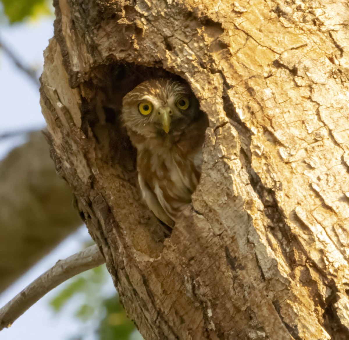 Ferruginous Pygmy-Owl - Bonnie Graham