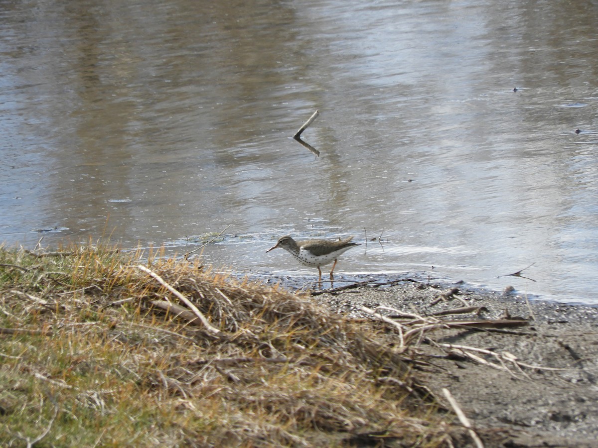 Spotted Sandpiper - Howarth White