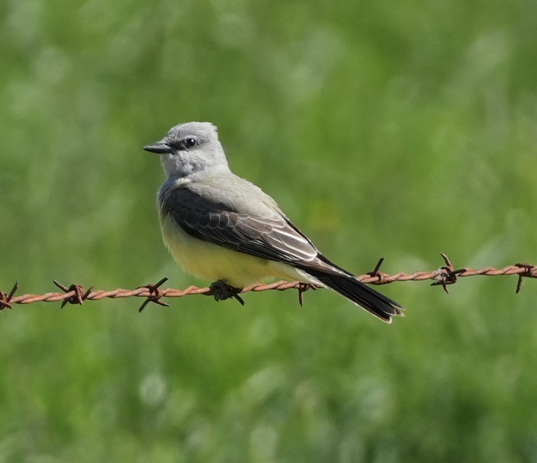 Western Kingbird - ML619158077