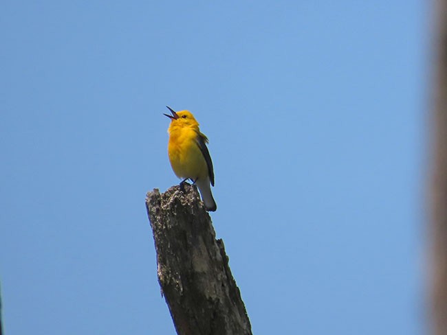 Prothonotary Warbler - Nancy Anderson